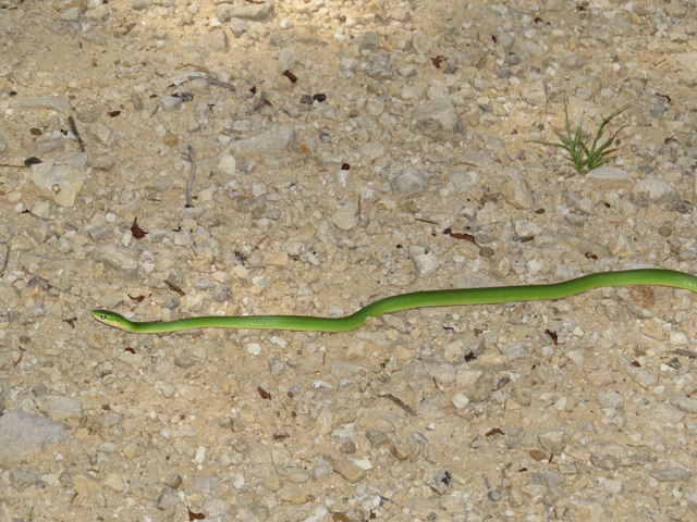 Rough Green Snake 