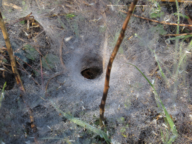 trapdoor spider burrow