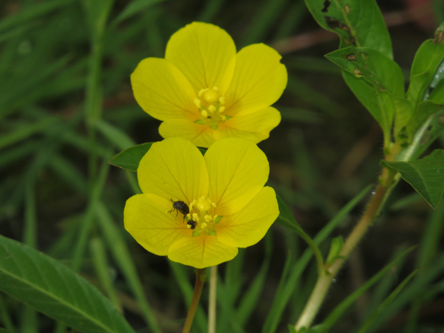 Yellow Water-primrose 