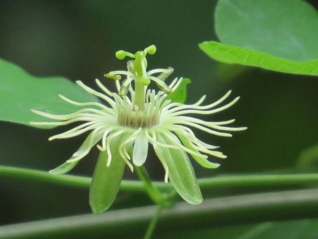 Yellow passion flower 