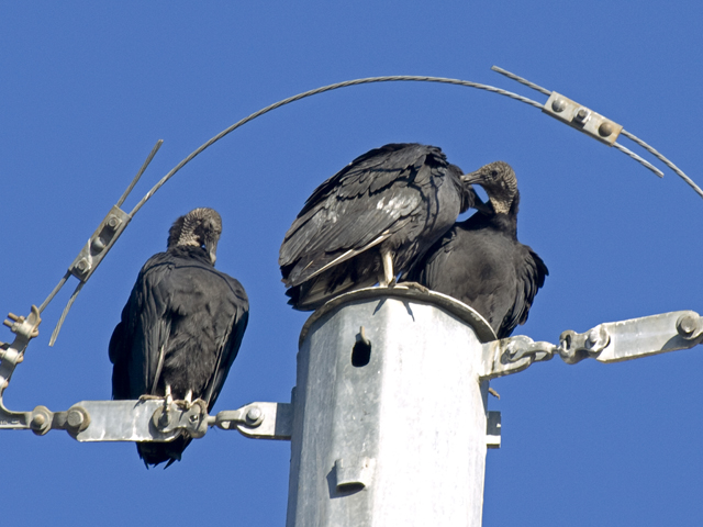 Black Vultures 