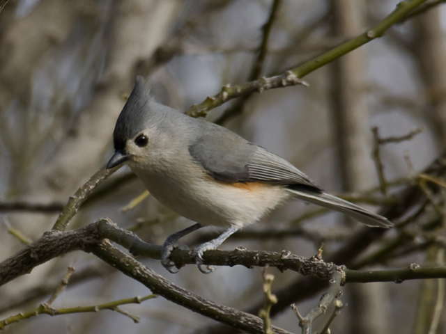 Tufted Titmouse 