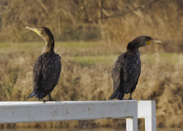Double-crested Cormorant 