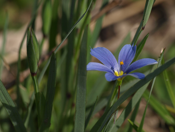 Blue-eyed Grass (Sisyrinchium pruinosum)