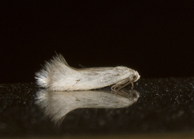 Grass Miner Moth