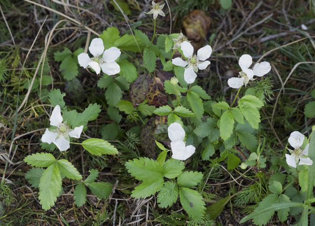 Southern Dewberry 