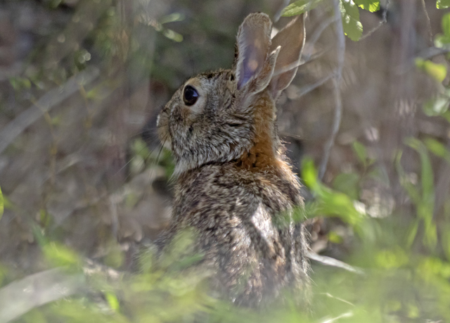 Eastern Cottontail 