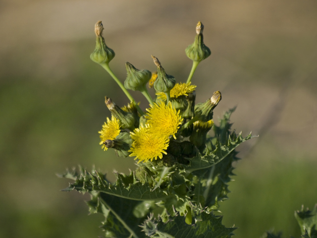 Prickly Sow Thistle 