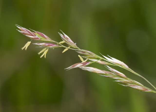 Perennial Ryegrass 