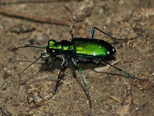 Six-spotted Tiger Beetle 