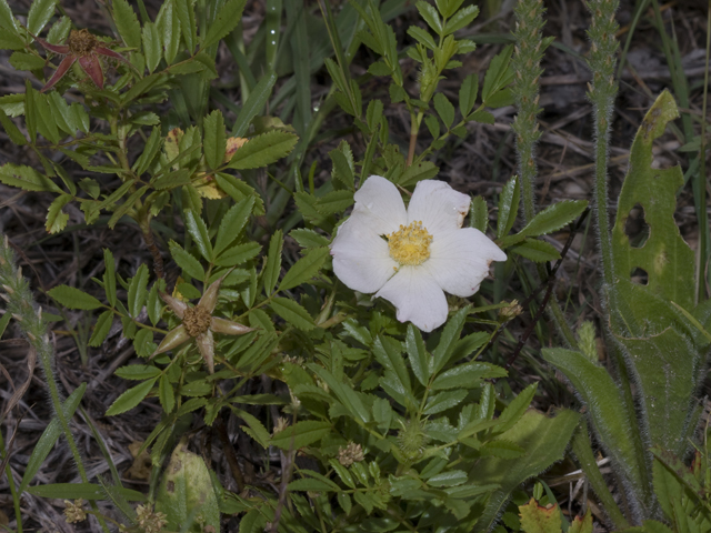 White Prairie Rose 