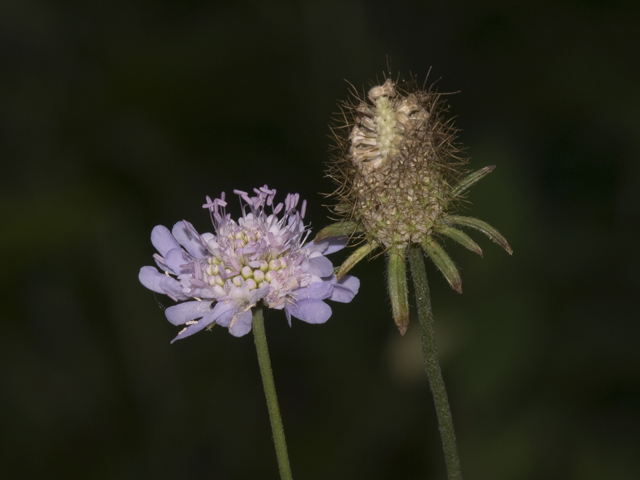 Sweet Scabious