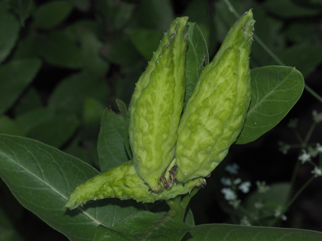 Green milkweed 