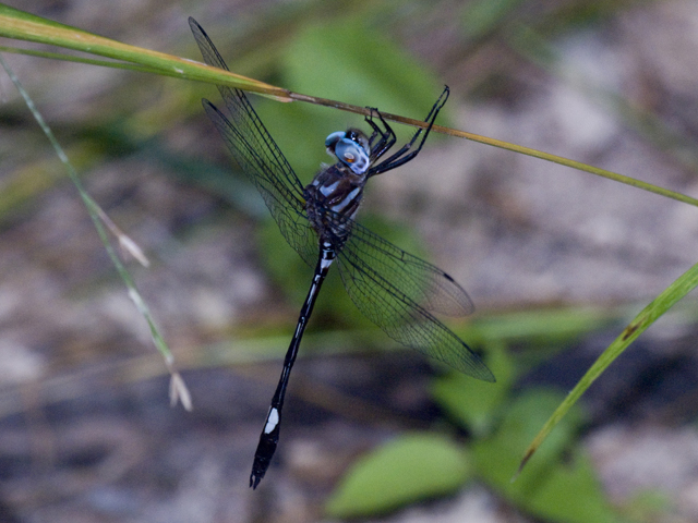Pale-faced Clubskimmer 
