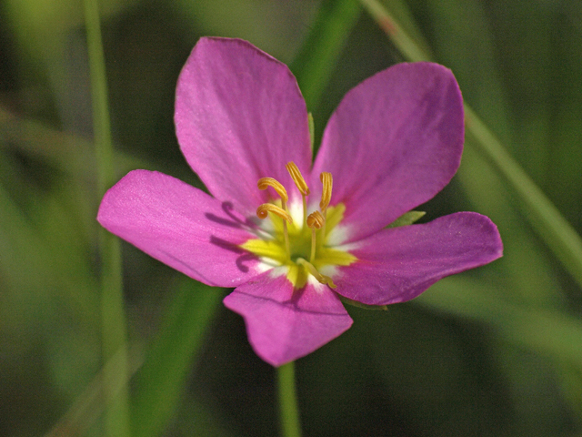 Meadow Pink, or Prairie Rose Gentian