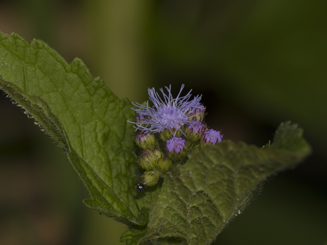 Blue Boneset, or Mistflower 