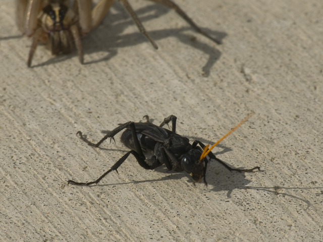Spider wasp with paralyzed prey (wolf spider)