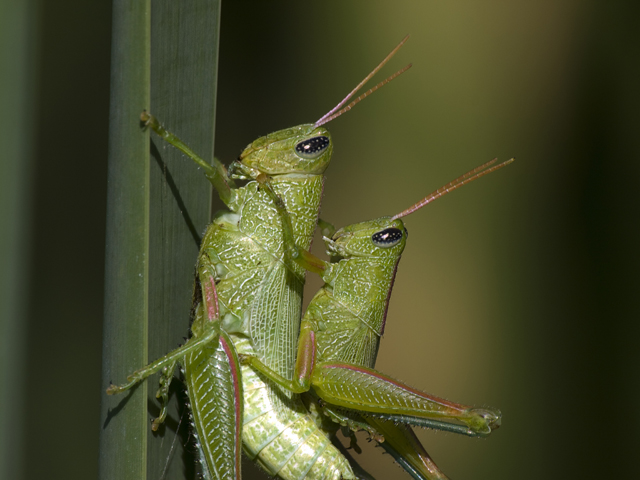 Spur-throated grasshoppers, Melanoplinae