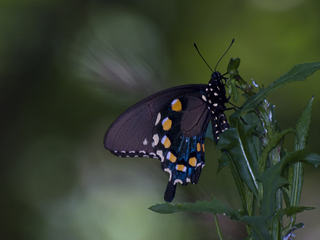 Pipevine Swallowtail 