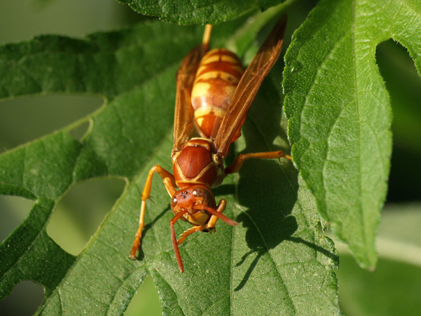 Paper wasp 