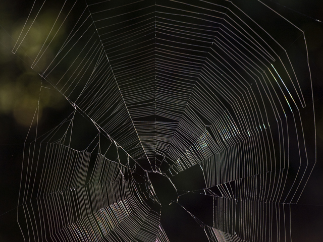 orb spider web