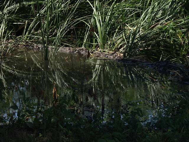 beaver activity? Cattail marsh north of Park Blvd in Bob Woodruff Park