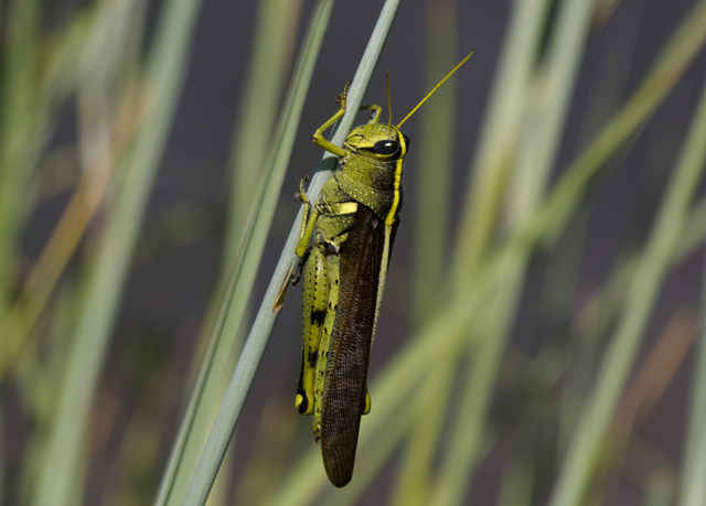 Obscure Birdwing Grasshopper
