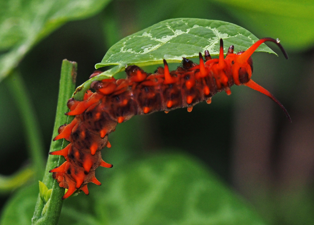 Gulf Fritillary caterpillar