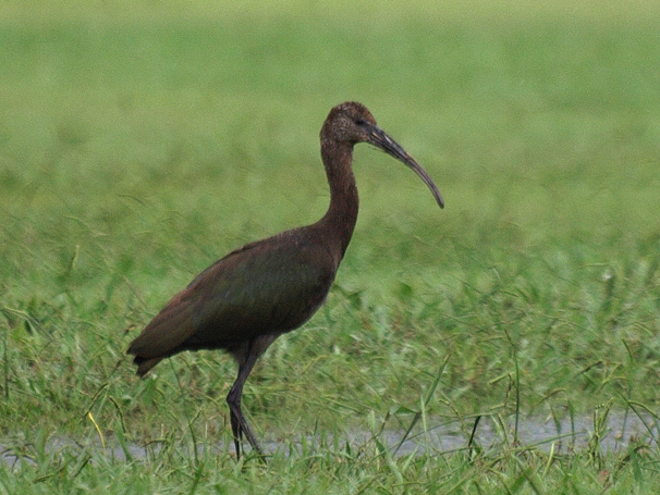 Plegadis ibis 