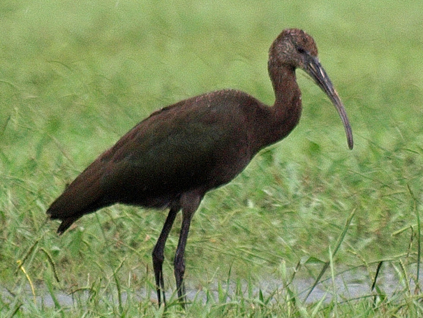 Plegadis ibis