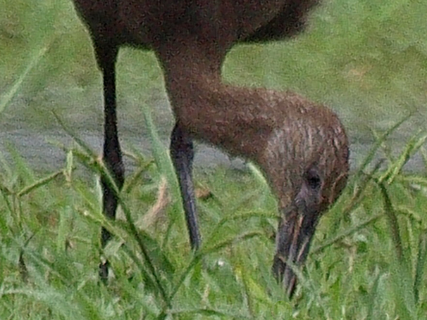 Plegadis ibis 