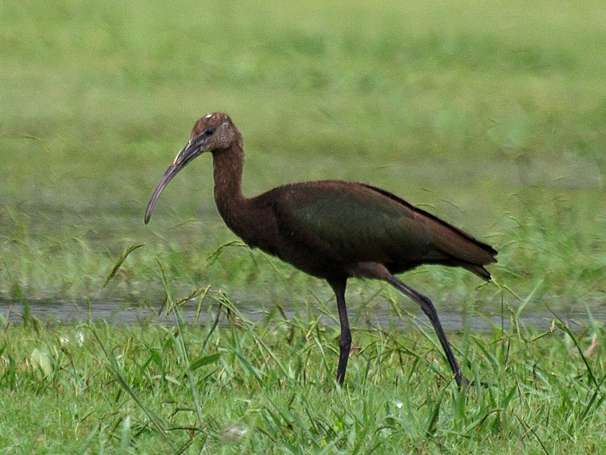 Plegadis ibis