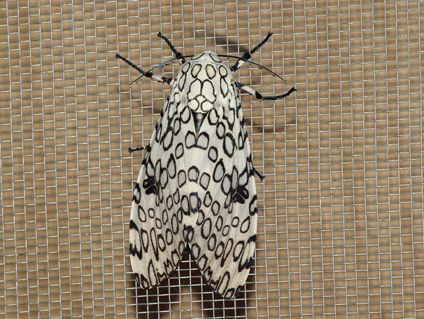 Giant Leopard Moth (Hypercompe scribonia, Arctiidae)
