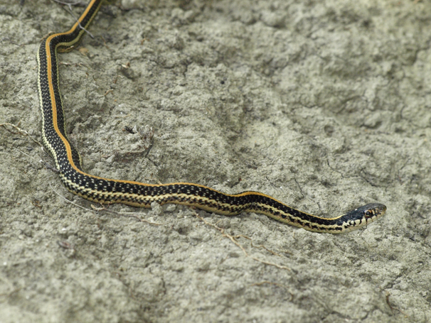 Texas Garter Snake (Thamnophis sirtalis annectens) 