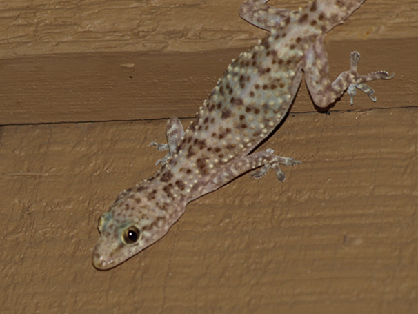 Mediterranean Gecko (Hemidactylus turcicus)