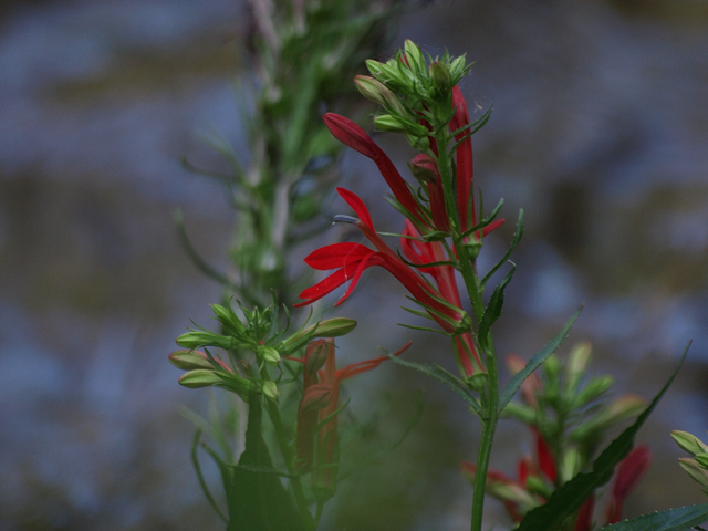 Cardinalflower