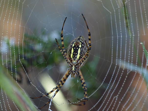 Black-and-yellow Argiope spider
