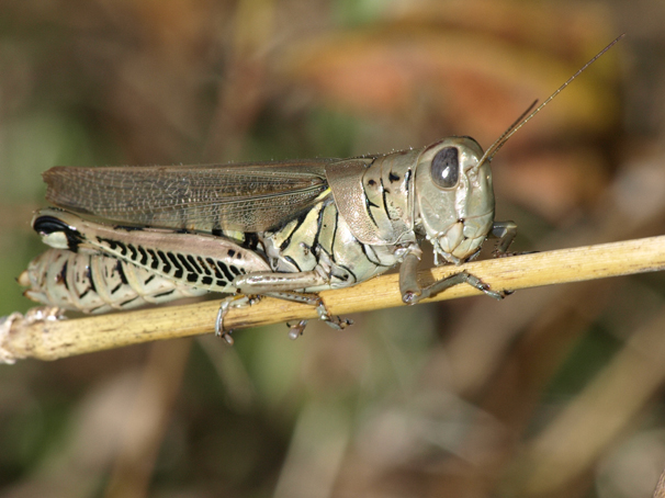 Differential Grasshopper 