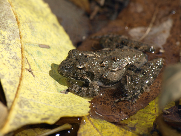 Blanchard's Cricket Frog 