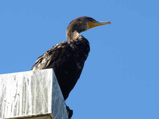 Double-crested Cormorant 