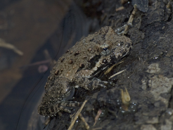 Blanchard's Cricket Frog