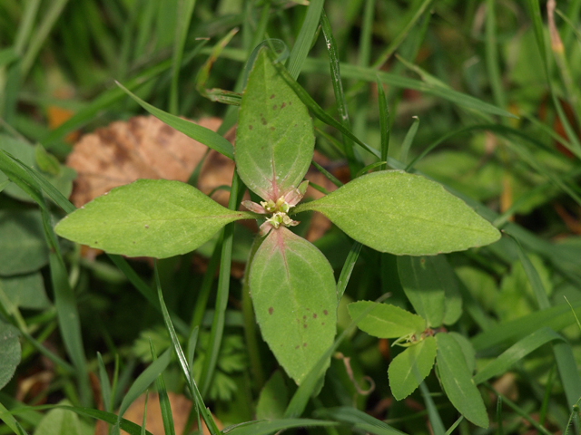 Toothed Spurge 