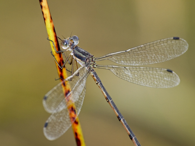 Southern Spreadwing 