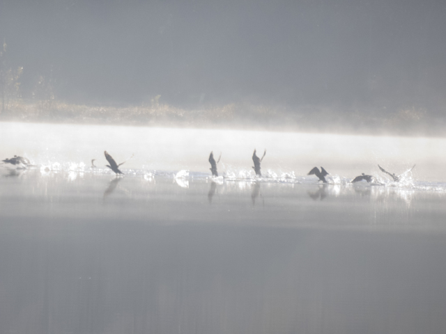 Cormorants taking off 