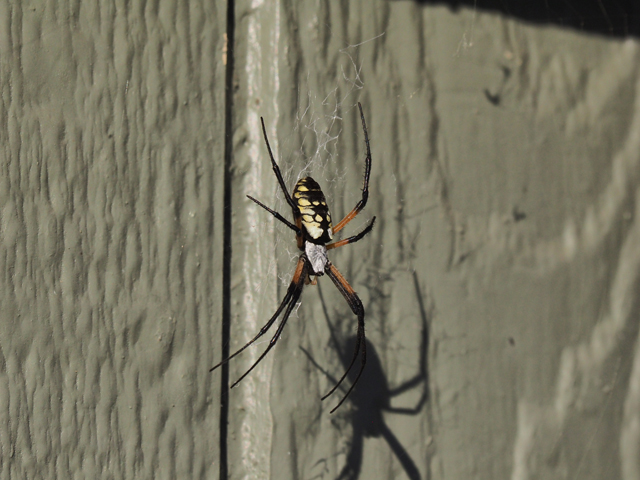 Black-and-Yellow Argiope 