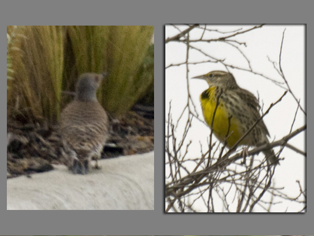 Red-shafted Flicker (female) and Western Meadowlark (right)