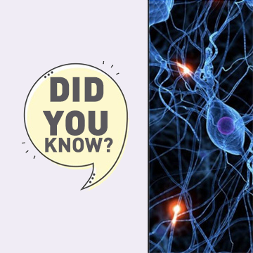 Did you know your brain can send neural impulses faster than average top speed of a NASCAR vehicle?